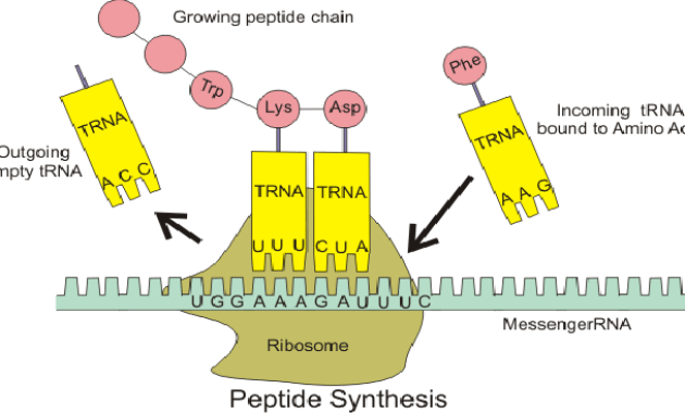 Detail Gambar Struktur Trna Nomer 8