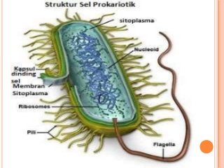 Detail Gambar Struktur Tubuh Bakteri Nomer 13