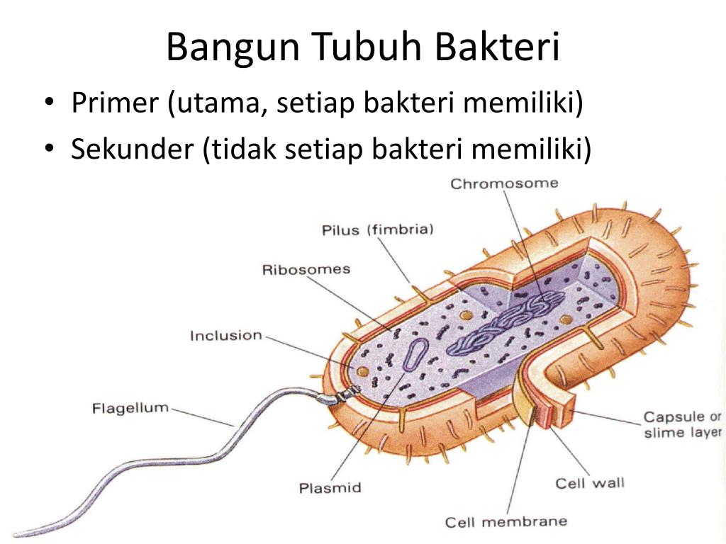 Detail Gambar Struktur Tubuh Bakteri Nomer 19