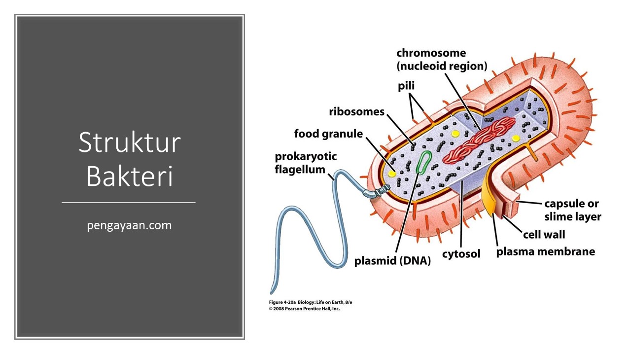 Detail Gambar Struktur Tubuh Bakteri Nomer 24
