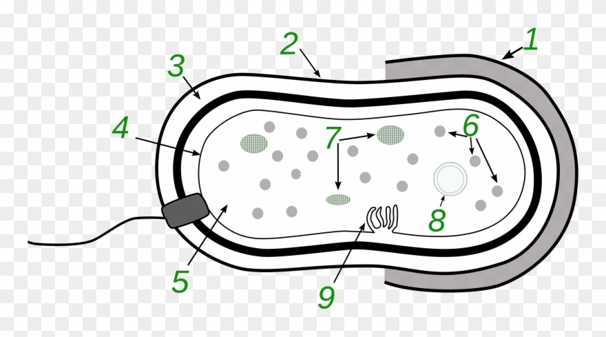 Detail Gambar Struktur Tubuh Bakteri Nomer 27