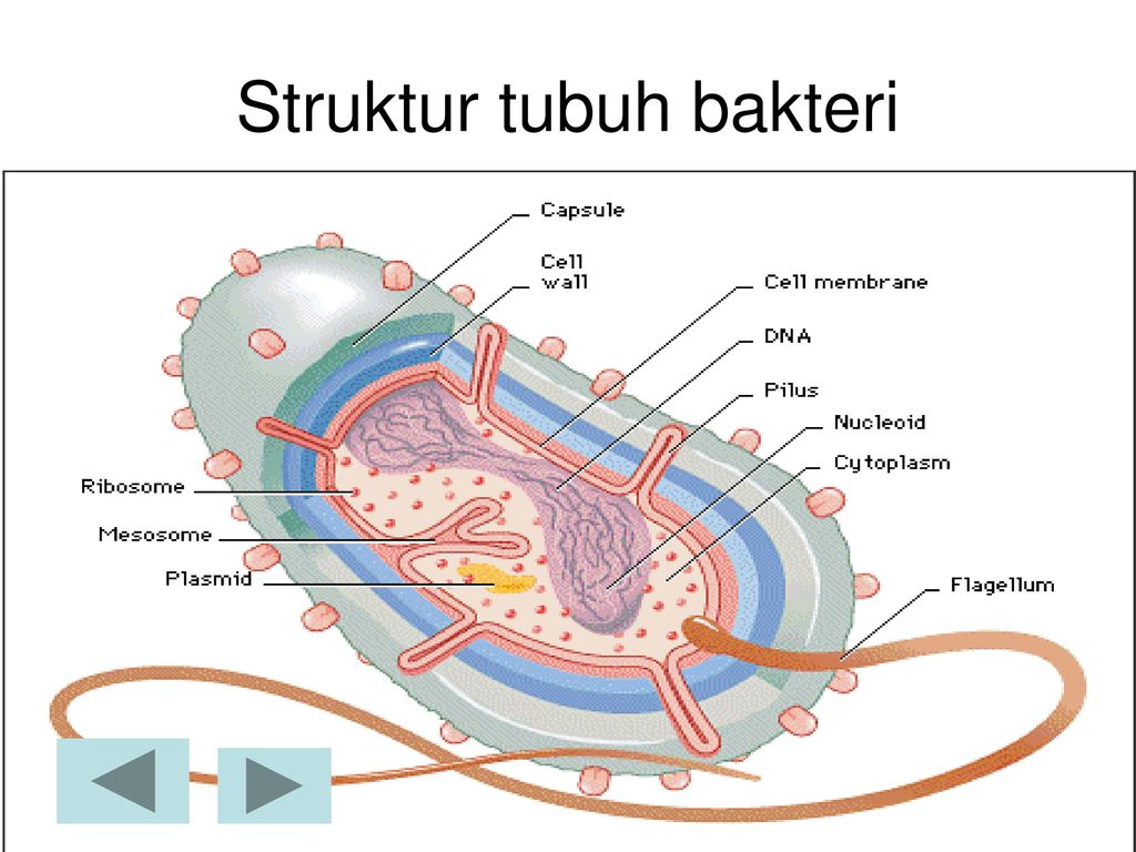 Detail Gambar Struktur Tubuh Bakteri Nomer 34