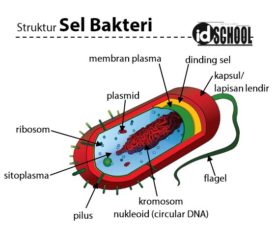 Detail Gambar Struktur Tubuh Bakteri Nomer 5