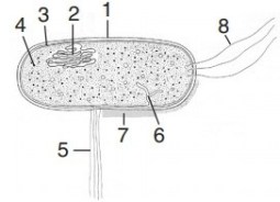 Detail Gambar Struktur Tubuh Bakteri Nomer 40