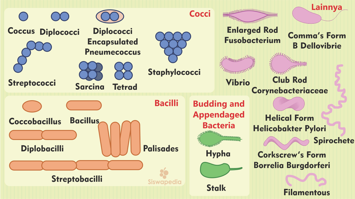 Detail Gambar Struktur Tubuh Bakteri Nomer 42