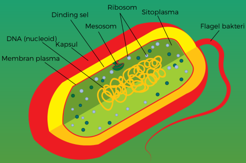 Detail Gambar Struktur Tubuh Bakteri Nomer 8