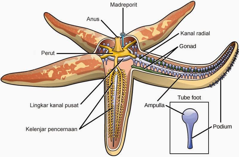 Detail Gambar Struktur Tubuh Hewan Invertebrata Nomer 10