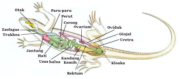 Detail Gambar Struktur Tubuh Hewan Invertebrata Nomer 16