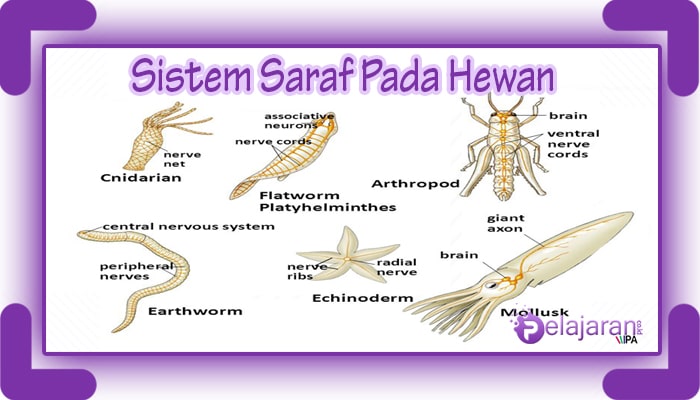 Detail Gambar Struktur Tubuh Hewan Invertebrata Nomer 20