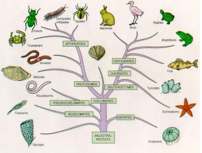 Detail Gambar Struktur Tubuh Hewan Invertebrata Nomer 32