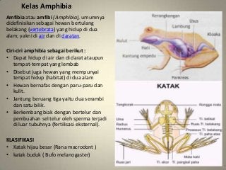 Detail Gambar Struktur Tubuh Hewan Invertebrata Nomer 38