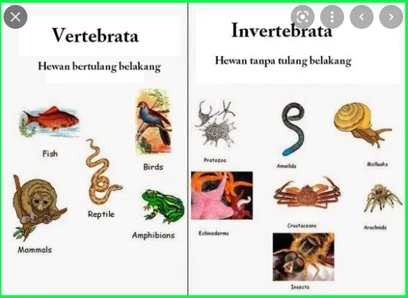 Detail Gambar Struktur Tubuh Hewan Invertebrata Nomer 47