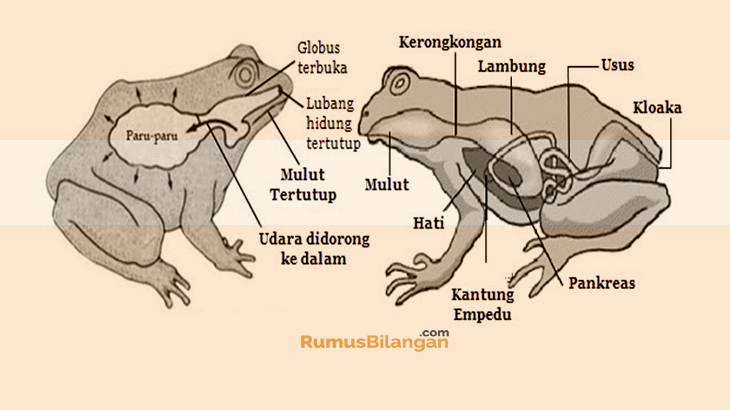 Detail Gambar Struktur Tubuh Katak Nomer 17