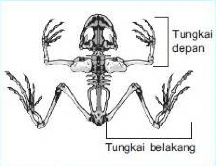 Detail Gambar Struktur Tubuh Katak Nomer 4