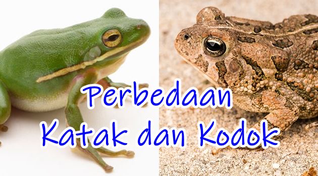 Detail Gambar Struktur Tubuh Katak Nomer 40