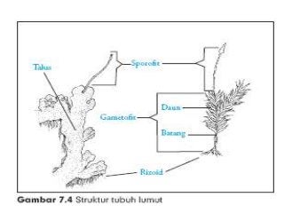 Detail Gambar Struktur Tubuh Lumut Nomer 31