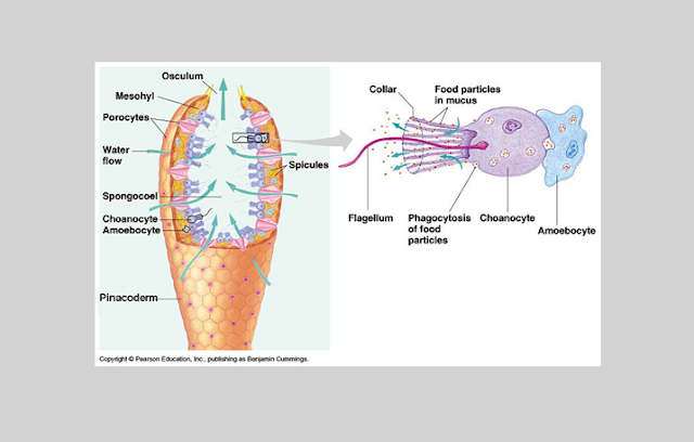 Detail Gambar Struktur Tubuh Porifera Nomer 15