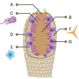 Detail Gambar Struktur Tubuh Porifera Nomer 19