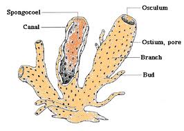 Detail Gambar Struktur Tubuh Porifera Nomer 20