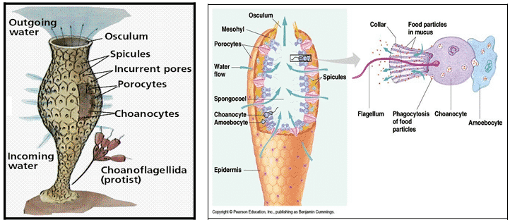 Detail Gambar Struktur Tubuh Porifera Nomer 22