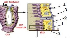 Detail Gambar Struktur Tubuh Porifera Nomer 26