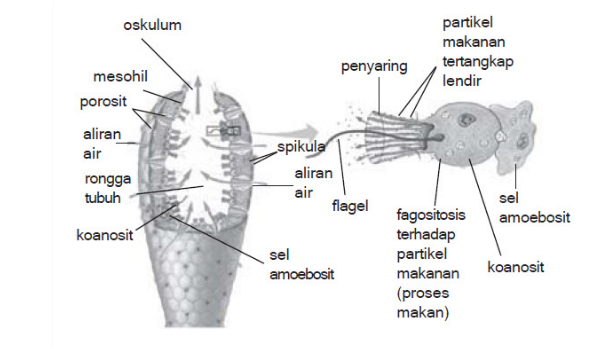 Detail Gambar Struktur Tubuh Porifera Nomer 4