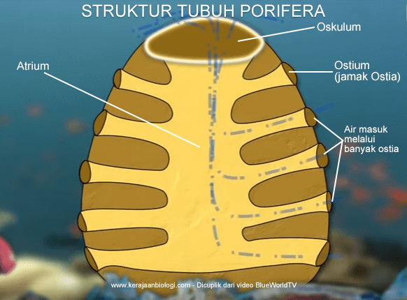 Detail Gambar Struktur Tubuh Porifera Nomer 37