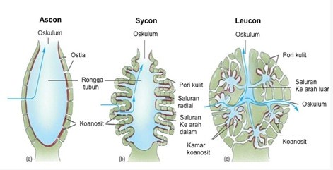 Detail Gambar Struktur Tubuh Porifera Nomer 51