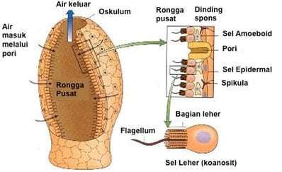 Detail Gambar Struktur Tubuh Porifera Nomer 7