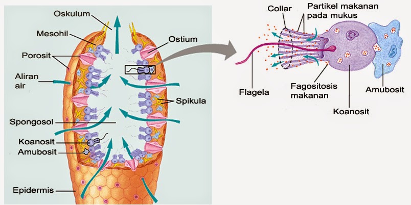 Detail Gambar Struktur Tubuh Porifera Nomer 10