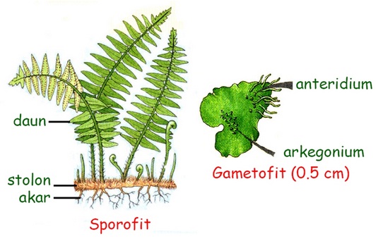 Gambar Struktur Tubuh Tumbuhan Paku - KibrisPDR