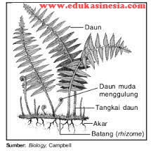 Detail Gambar Struktur Tubuh Tumbuhan Paku Nomer 2