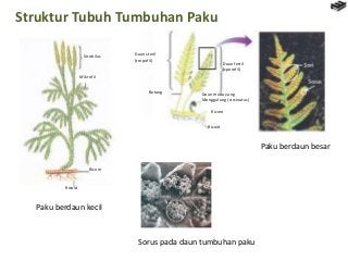 Detail Gambar Struktur Tubuh Tumbuhan Paku Nomer 15