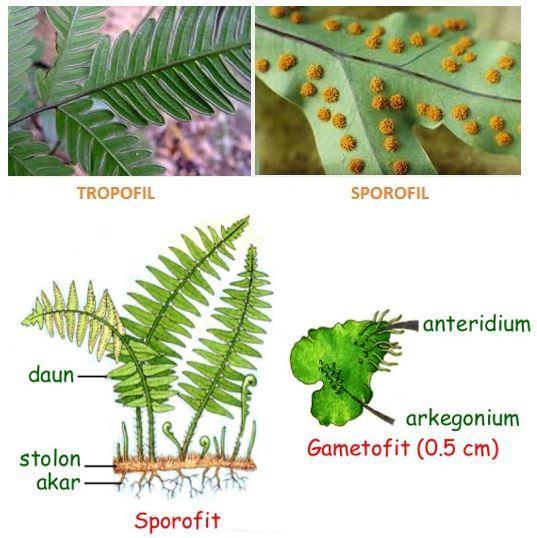 Detail Gambar Struktur Tubuh Tumbuhan Paku Nomer 30