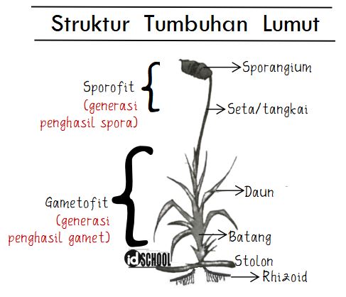 Detail Gambar Struktur Tubuh Tumbuhan Paku Nomer 32