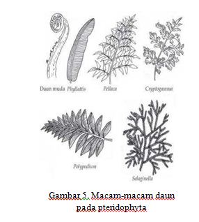 Detail Gambar Struktur Tubuh Tumbuhan Paku Nomer 33