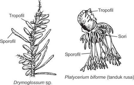 Detail Gambar Struktur Tubuh Tumbuhan Paku Nomer 41