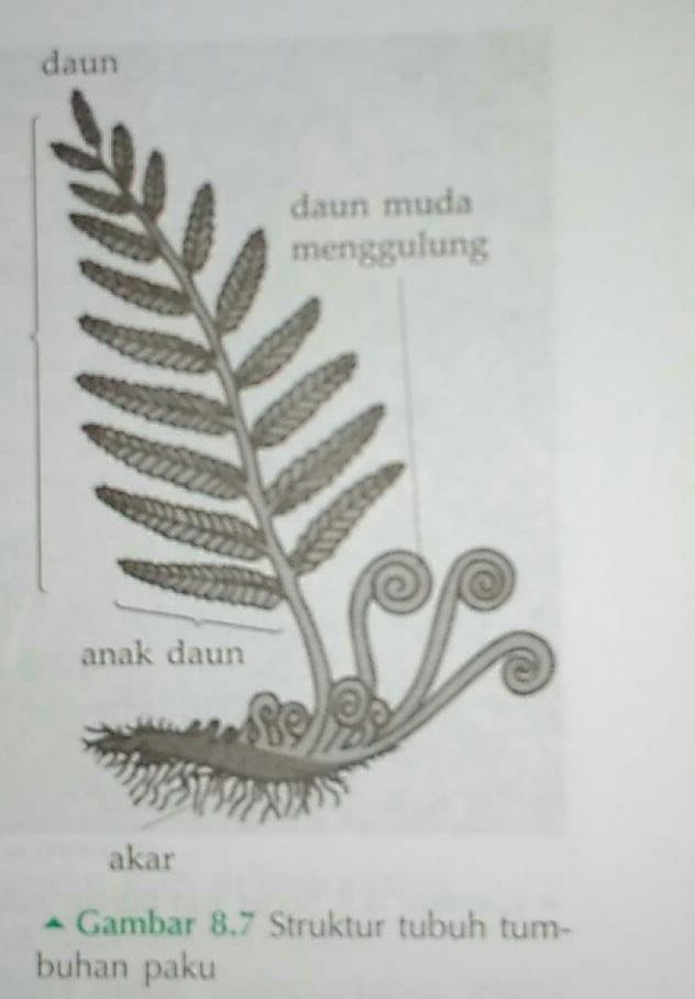 Detail Gambar Struktur Tubuh Tumbuhan Paku Nomer 42