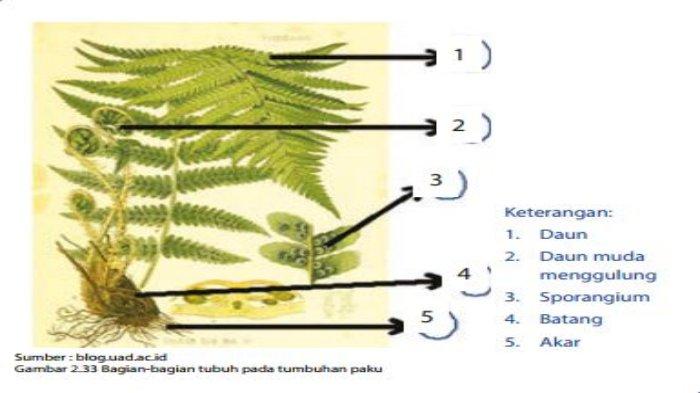 Detail Gambar Struktur Tubuh Tumbuhan Paku Nomer 7