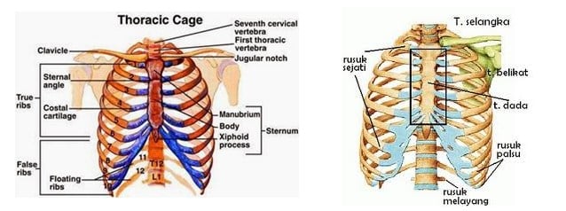 Detail Gambar Struktur Tulang Hd Nomer 13