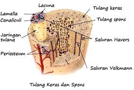 Detail Gambar Struktur Tulang Keras Nomer 13