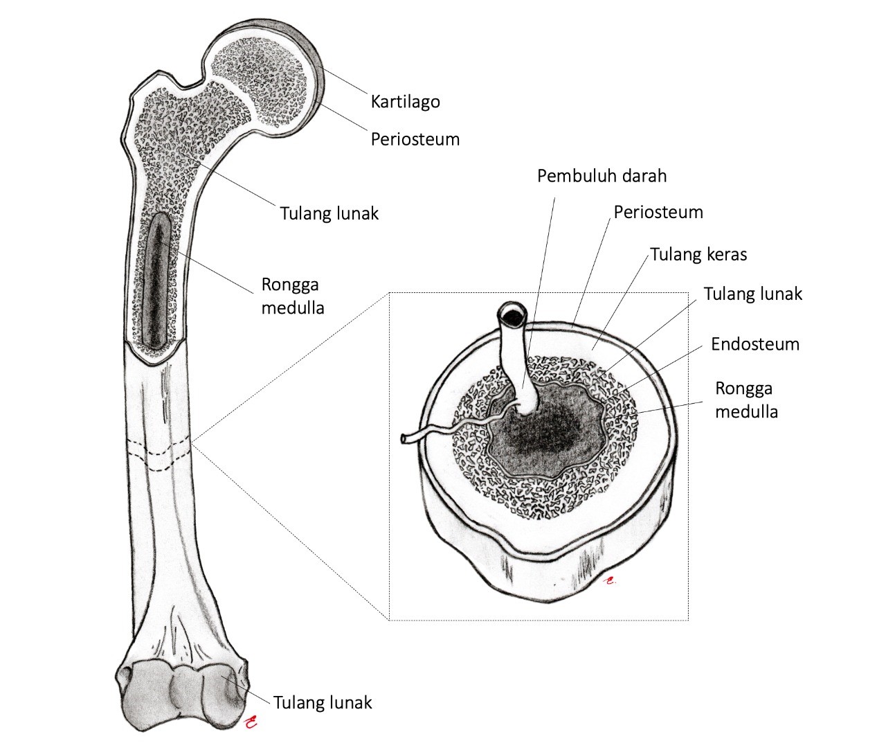 Detail Gambar Struktur Tulang Keras Nomer 18