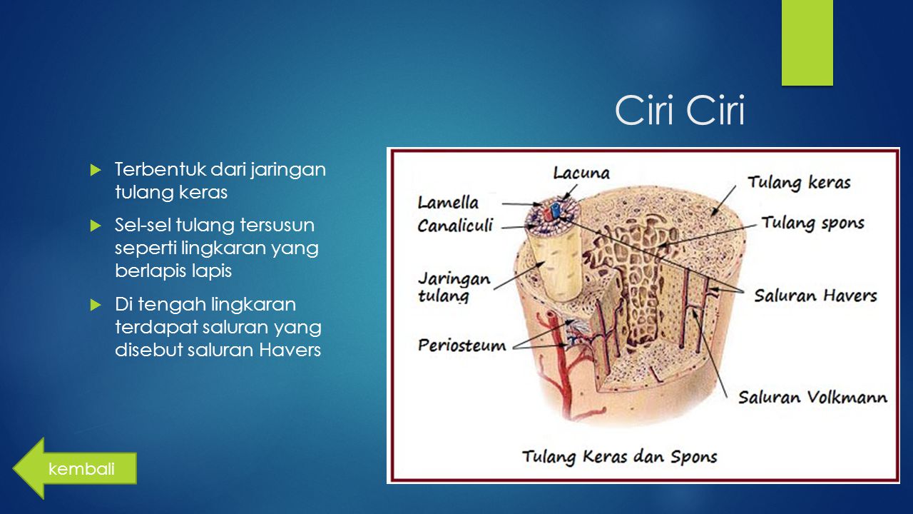 Detail Gambar Struktur Tulang Keras Nomer 20