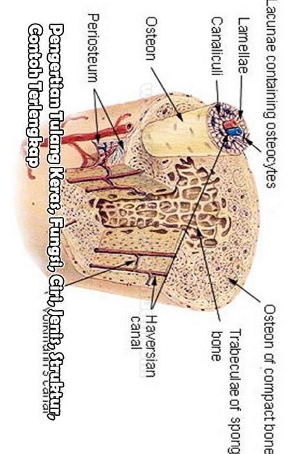 Detail Gambar Struktur Tulang Keras Nomer 21
