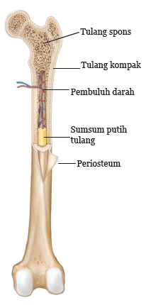 Detail Gambar Struktur Tulang Keras Nomer 27