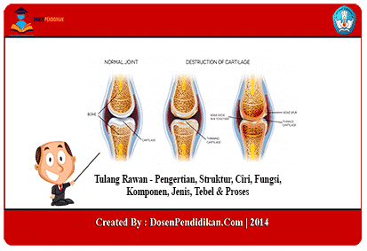 Detail Gambar Struktur Tulang Keras Nomer 28