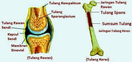 Detail Gambar Struktur Tulang Keras Nomer 29