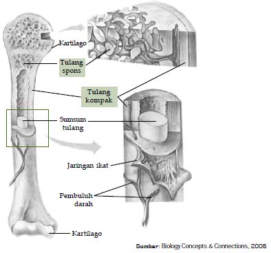 Detail Gambar Struktur Tulang Keras Nomer 31