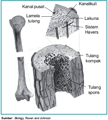 Detail Gambar Struktur Tulang Keras Nomer 4