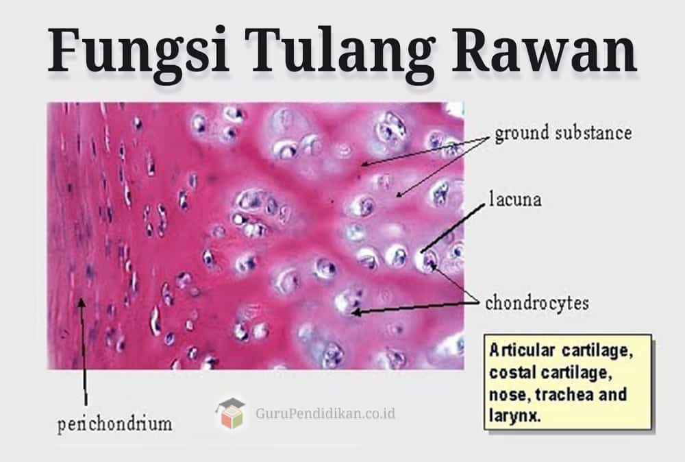 Detail Gambar Struktur Tulang Keras Nomer 37